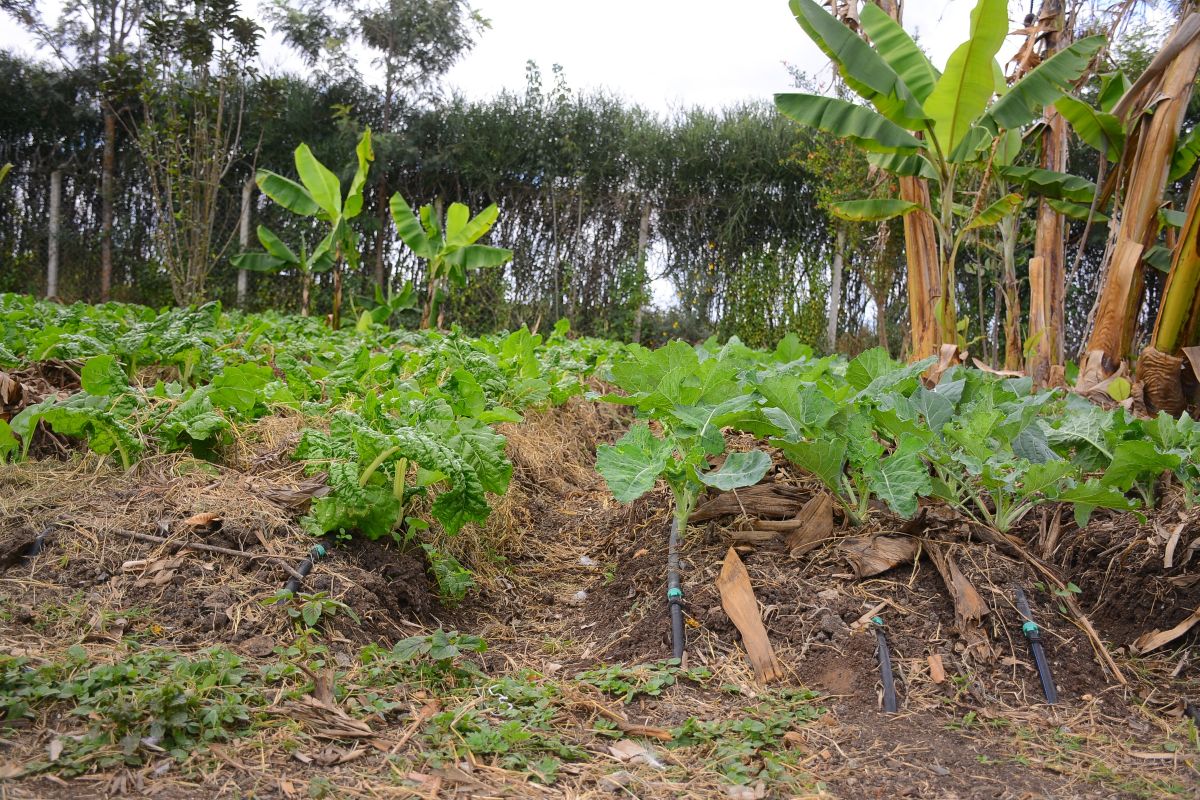 Kumar Sheth's multi layer farming model.jpg